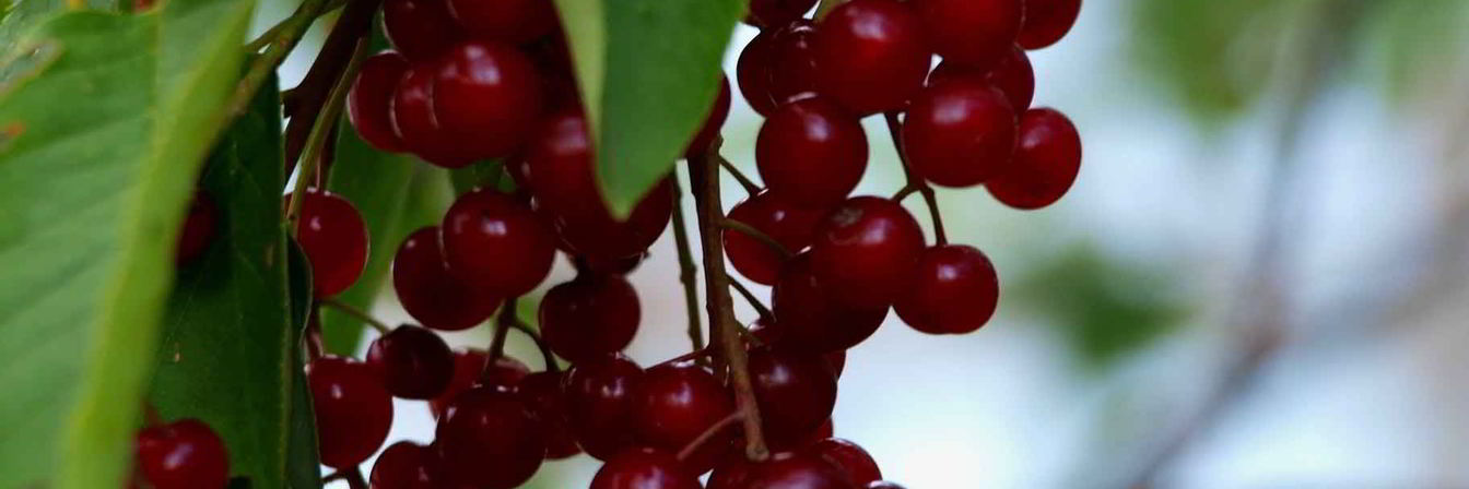 Варенье из красной черемухи