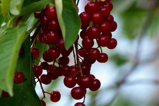 Варенье из красной черемухи