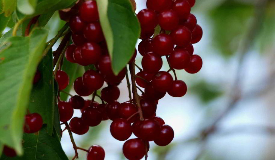 Рецепт варенье из красной черемухи