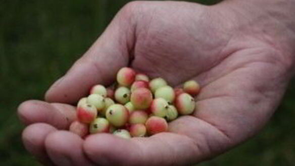 ШАГ 3. варенье из зеленой клюквы с айвой