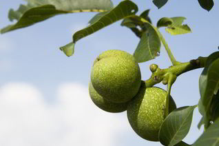 Варенье из зеленых орехов