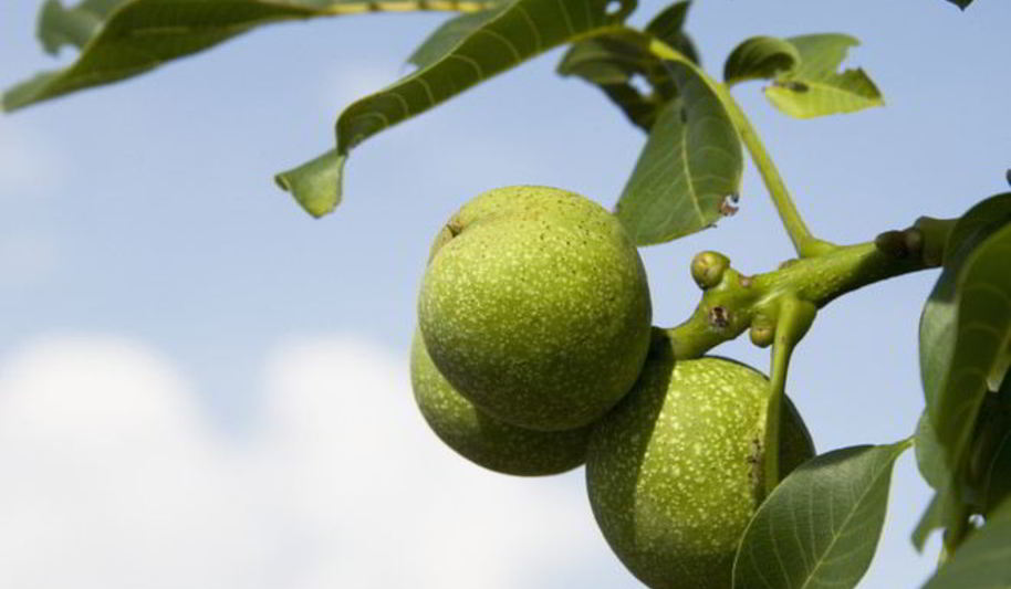 Рецепт варенье из зеленых орехов