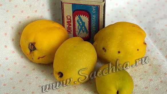 ШАГ 2. японская айва на зиму