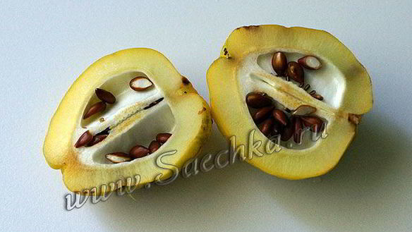 ШАГ 3. японская айва на зиму