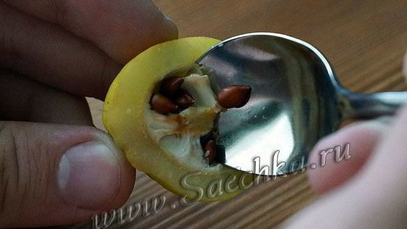 ШАГ 4. японская айва на зиму