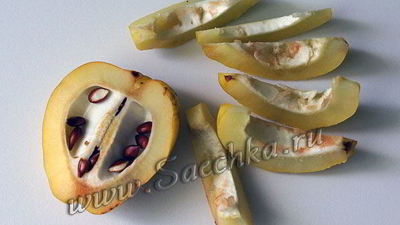 ШАГ 5. японская айва на зиму