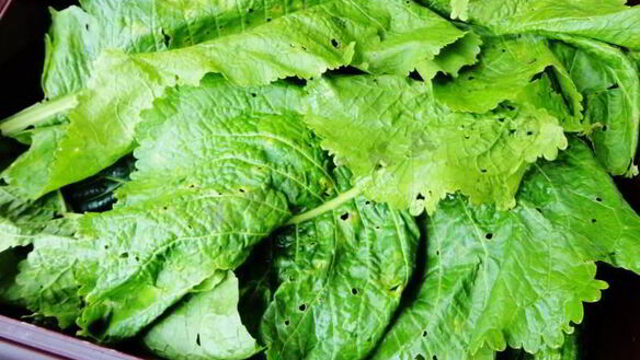 ШАГ 7. засолка бочковых огурцов на зиму