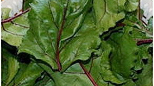 ШАГ 2. рулет из свекольной ботвы