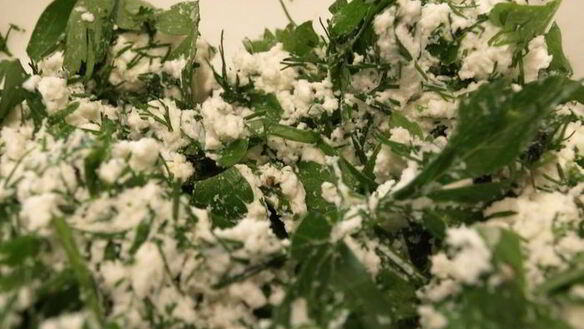 ШАГ 3. экспресс рулетики из баклажан с зеленым творогом