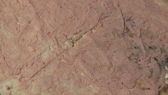 ШАГ 4. закусочный рулет из лаваша с паштетом