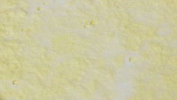 ШАГ 3. сыр ламбер